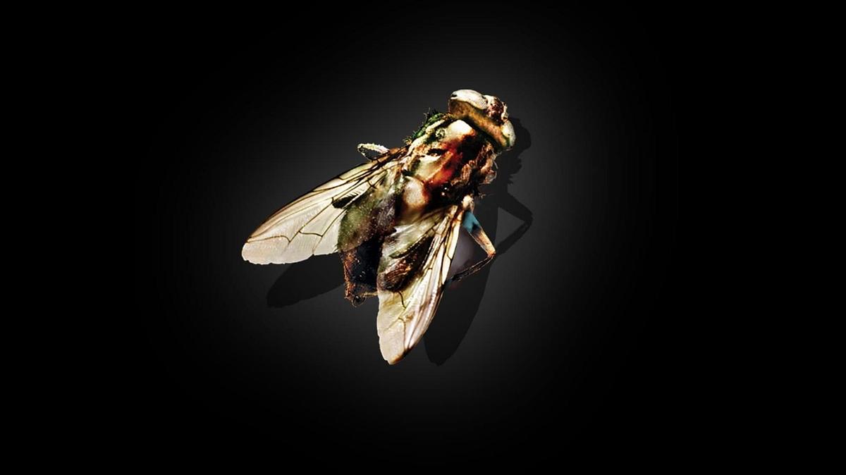 Die Fliege Die Fliege