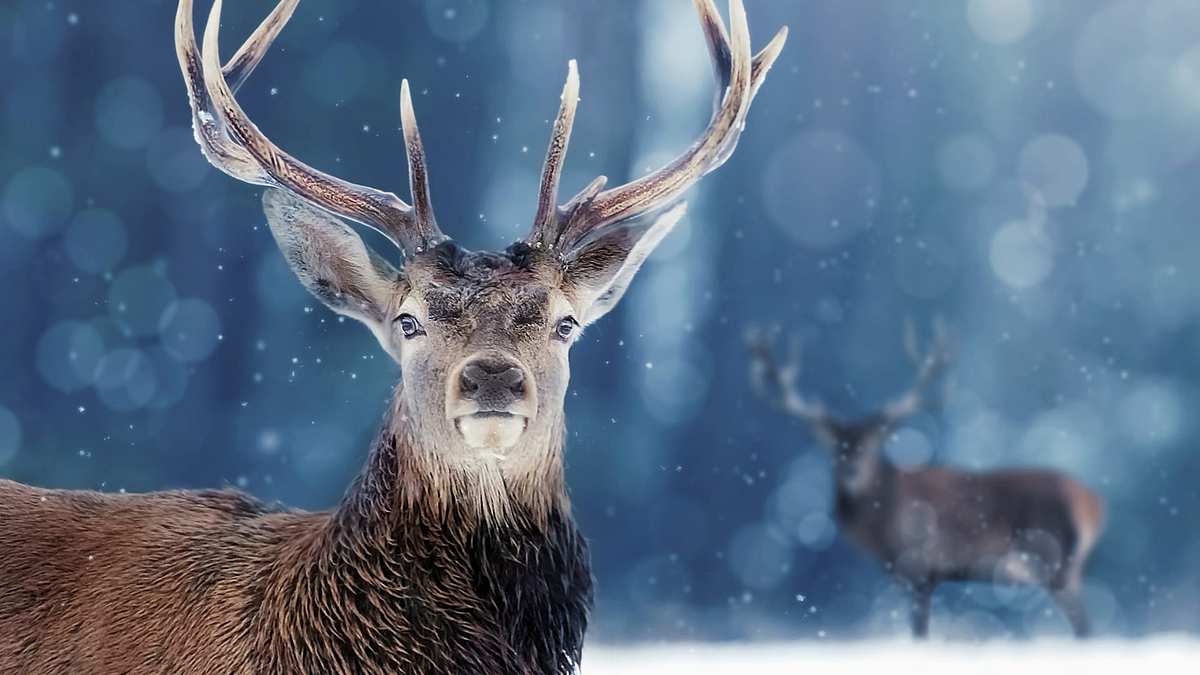 Tiere im ewigen Eis