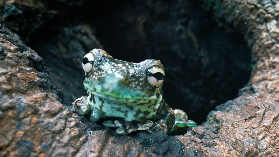 Die verrückte Welt der Amphibien die verrückte welt der amphibien