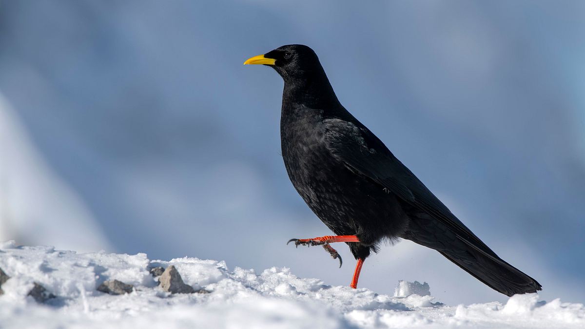 animal mysteries - unglaubliches tierverhalten