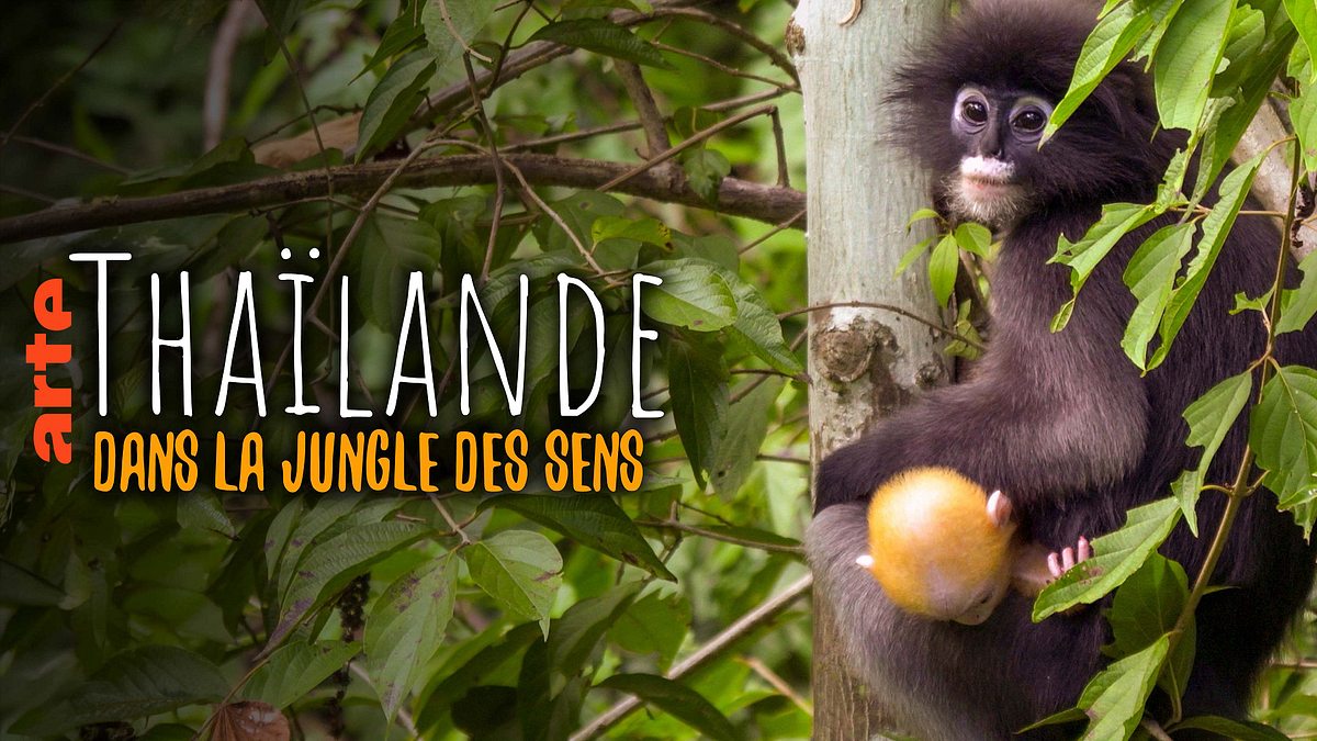Thailand - Im Dschungel der Sinne thailand - im dschungel der sinne