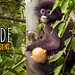 Thailand - Im Dschungel der Sinne Thumbnail