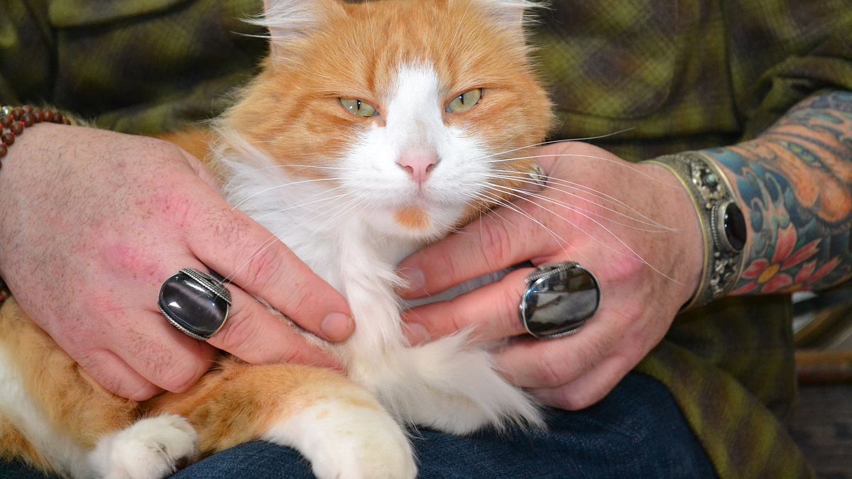 der katzenflüsterer