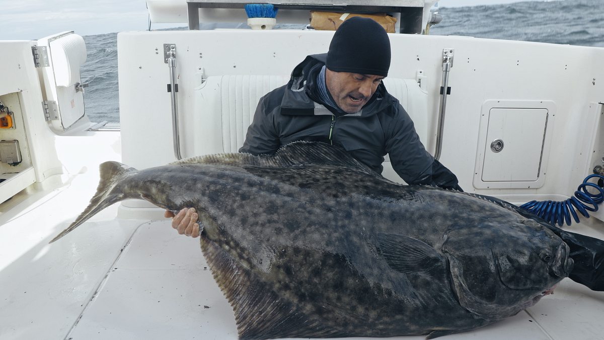 giganten unter wasser - riesenfischen auf der spur
