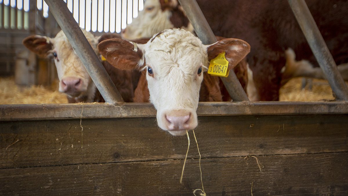 das verborgene leben der bauernhoftiere