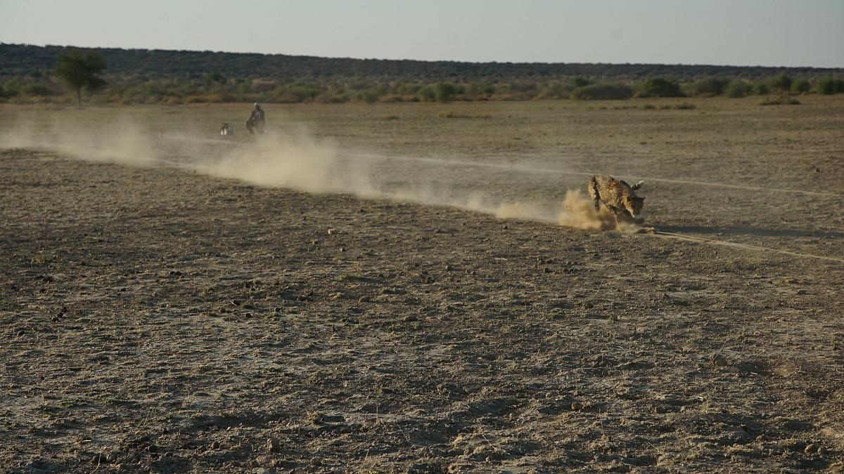 die superkräfte der tiere