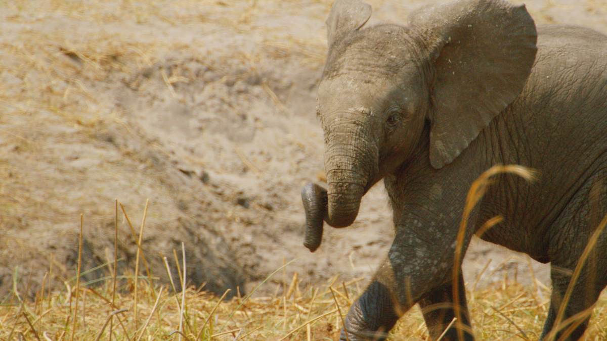 afrikas wilde tierwelt