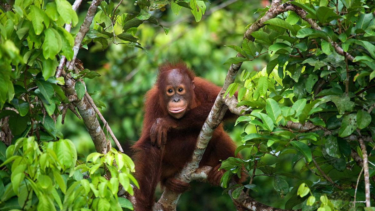 orang-utans - borneos waldmenschen