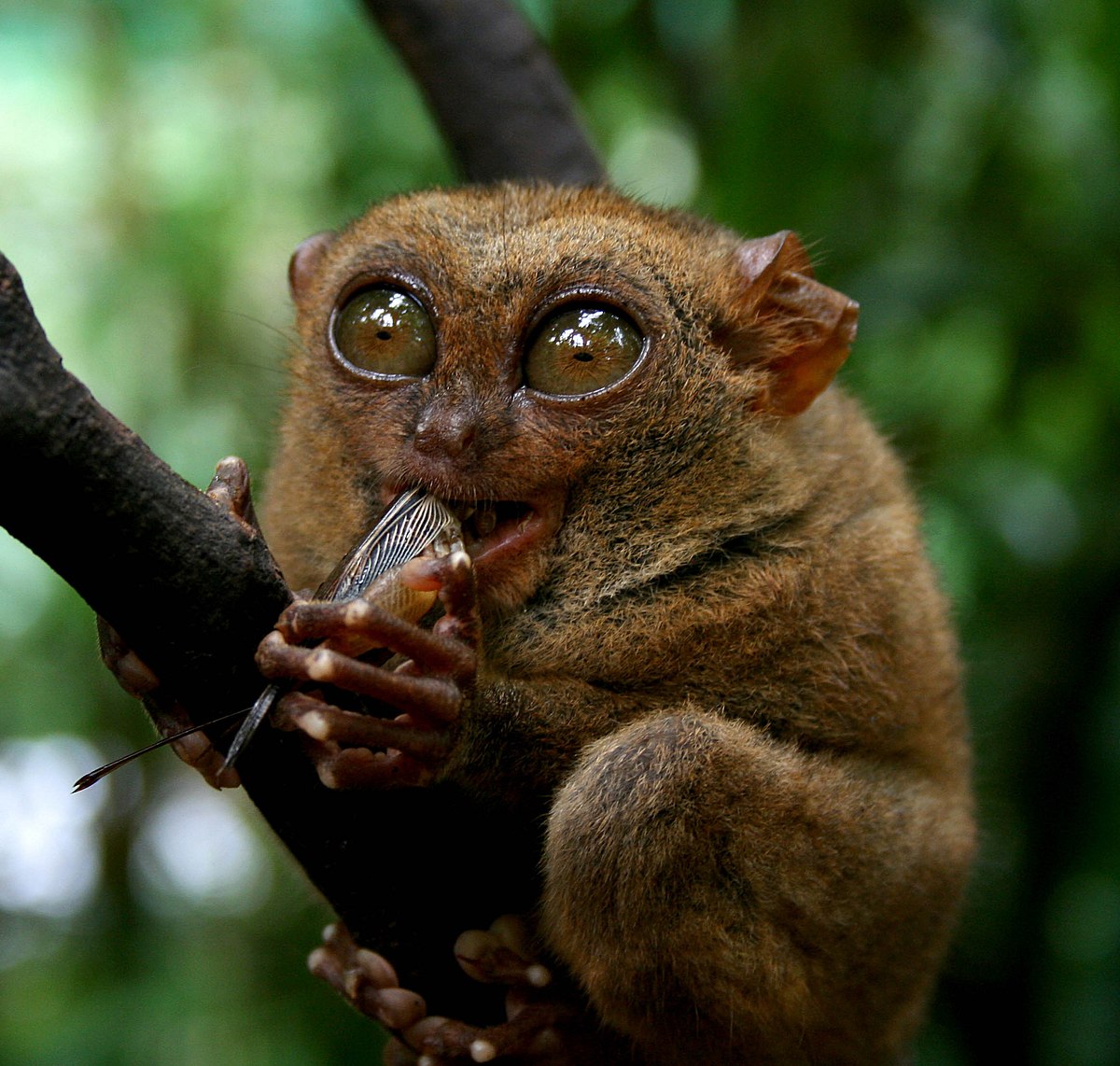 Tierische Freaks tierische freaks