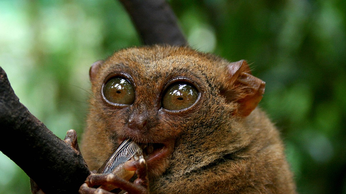 tierische freaks