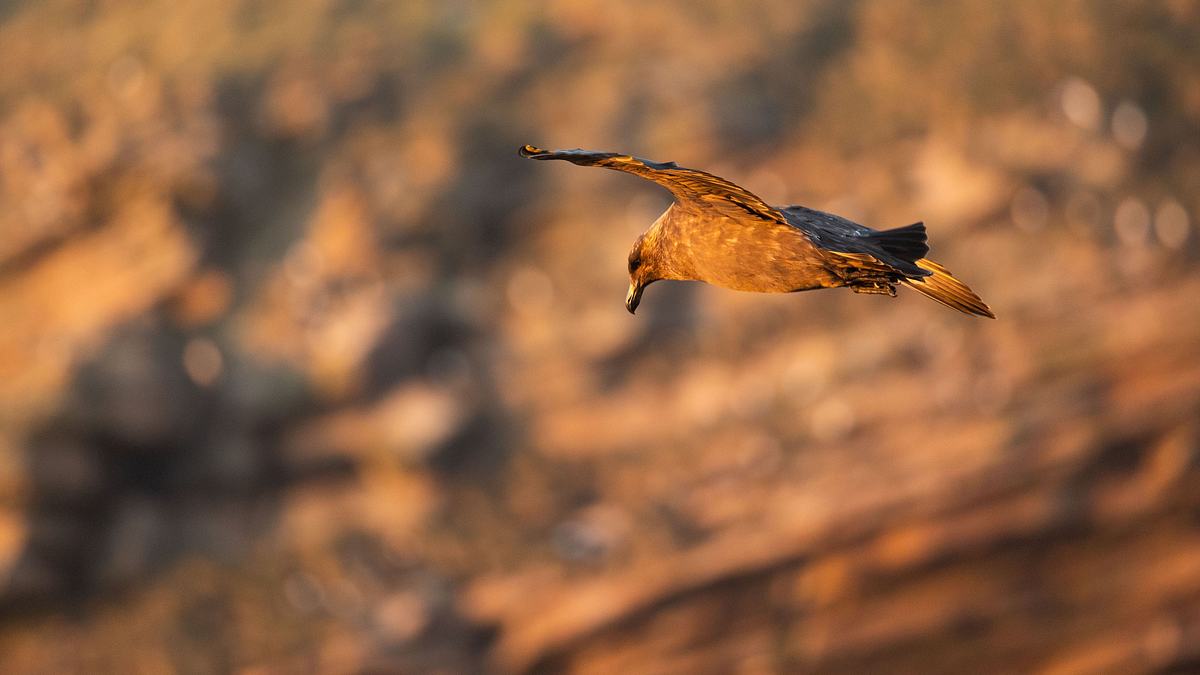 unglaubliche tierwanderungen