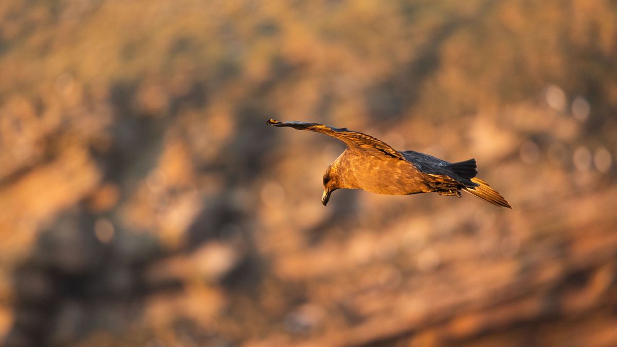unglaubliche tierwanderungen
