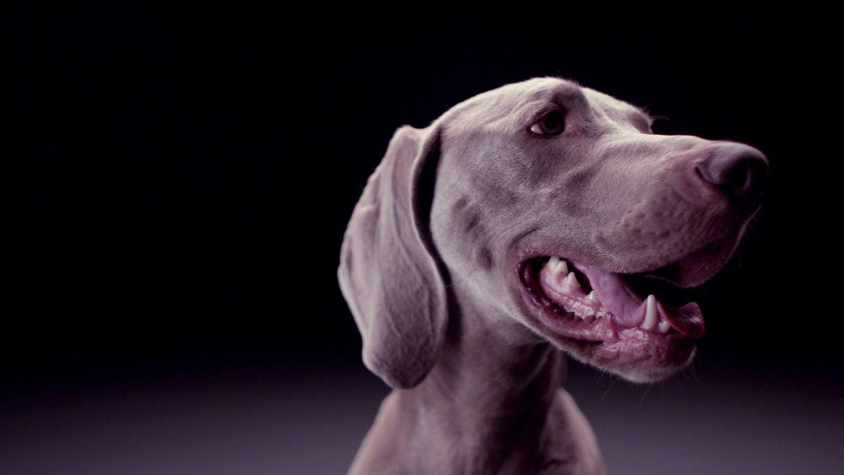 die geheime welt unserer hunde