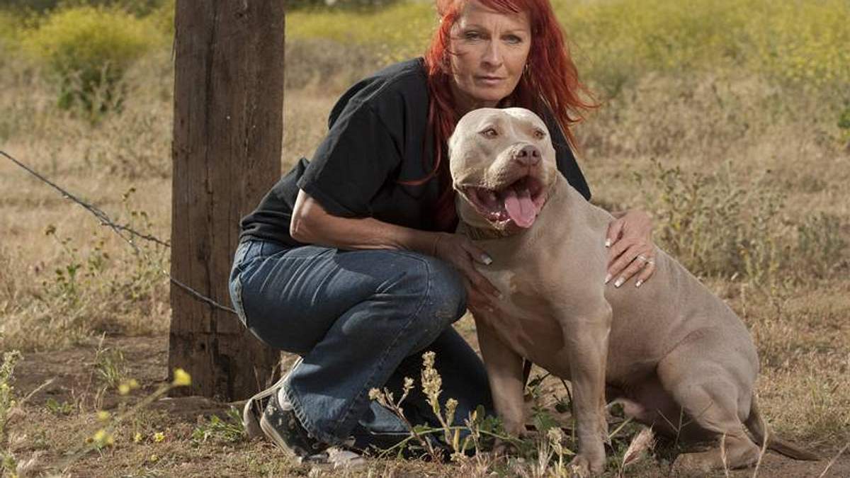pitbulls auf bewährung