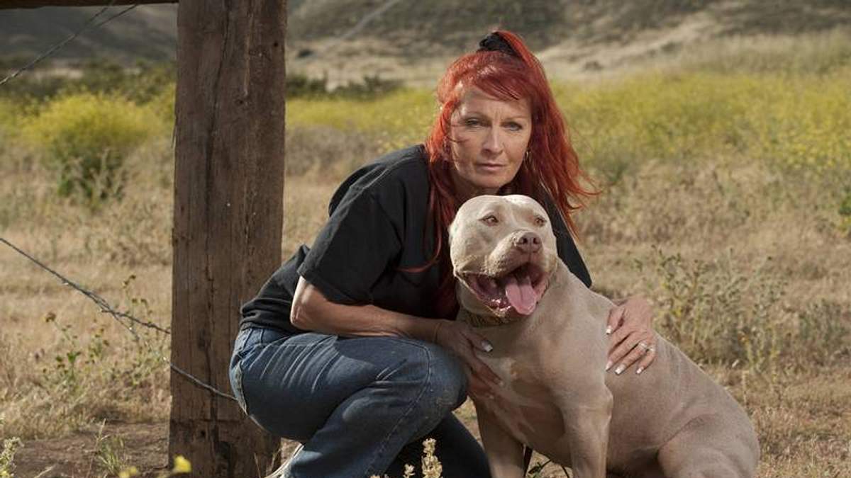pitbulls auf bewährung