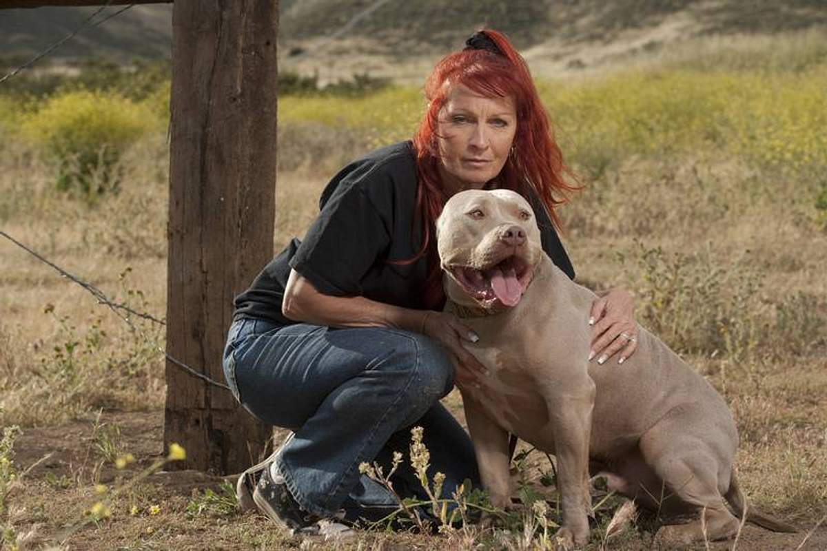 Pitbulls auf Bewährung pitbulls auf bewährung