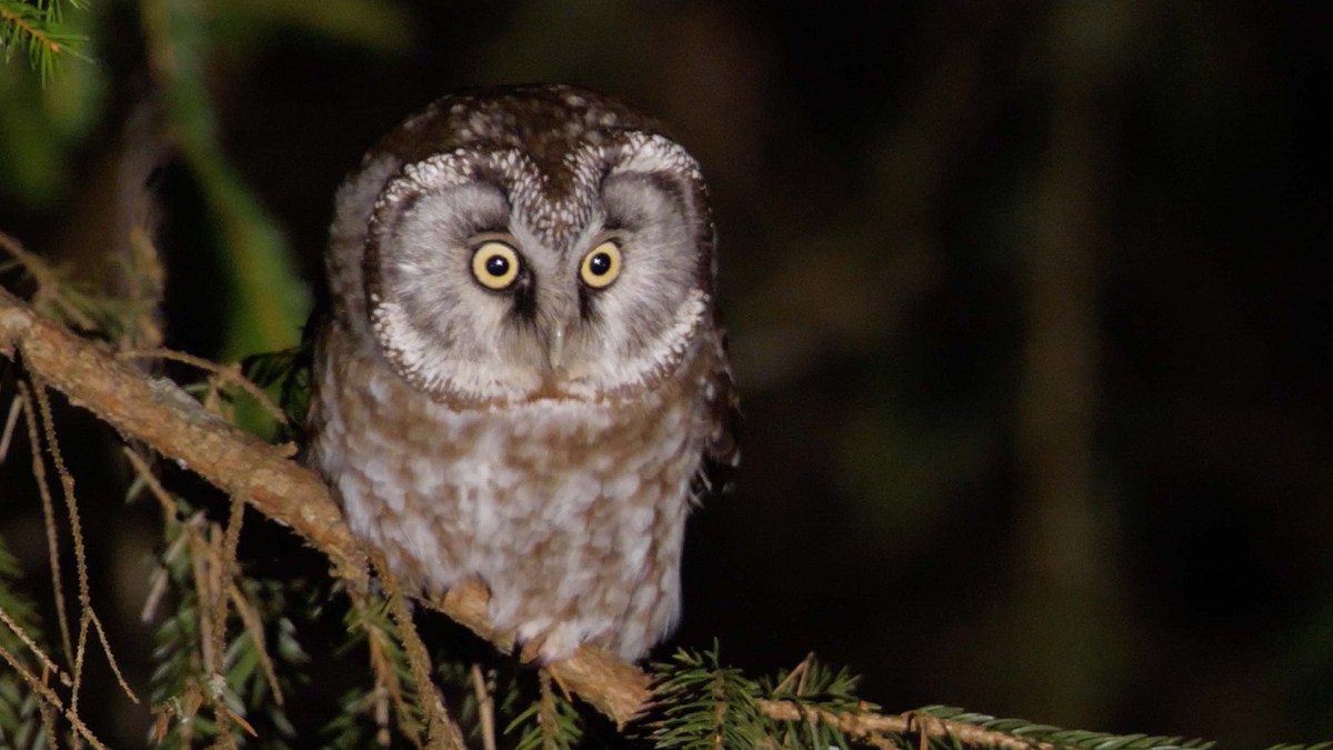 tierisch gute augen