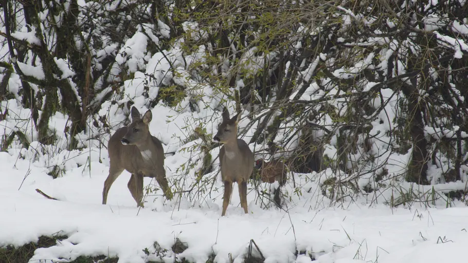 Yorkshire: Ein Jahr in der Wildnis yorkshire: ein jahr in der wildnis