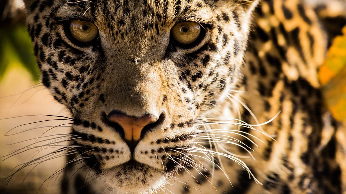 savage kingdom
