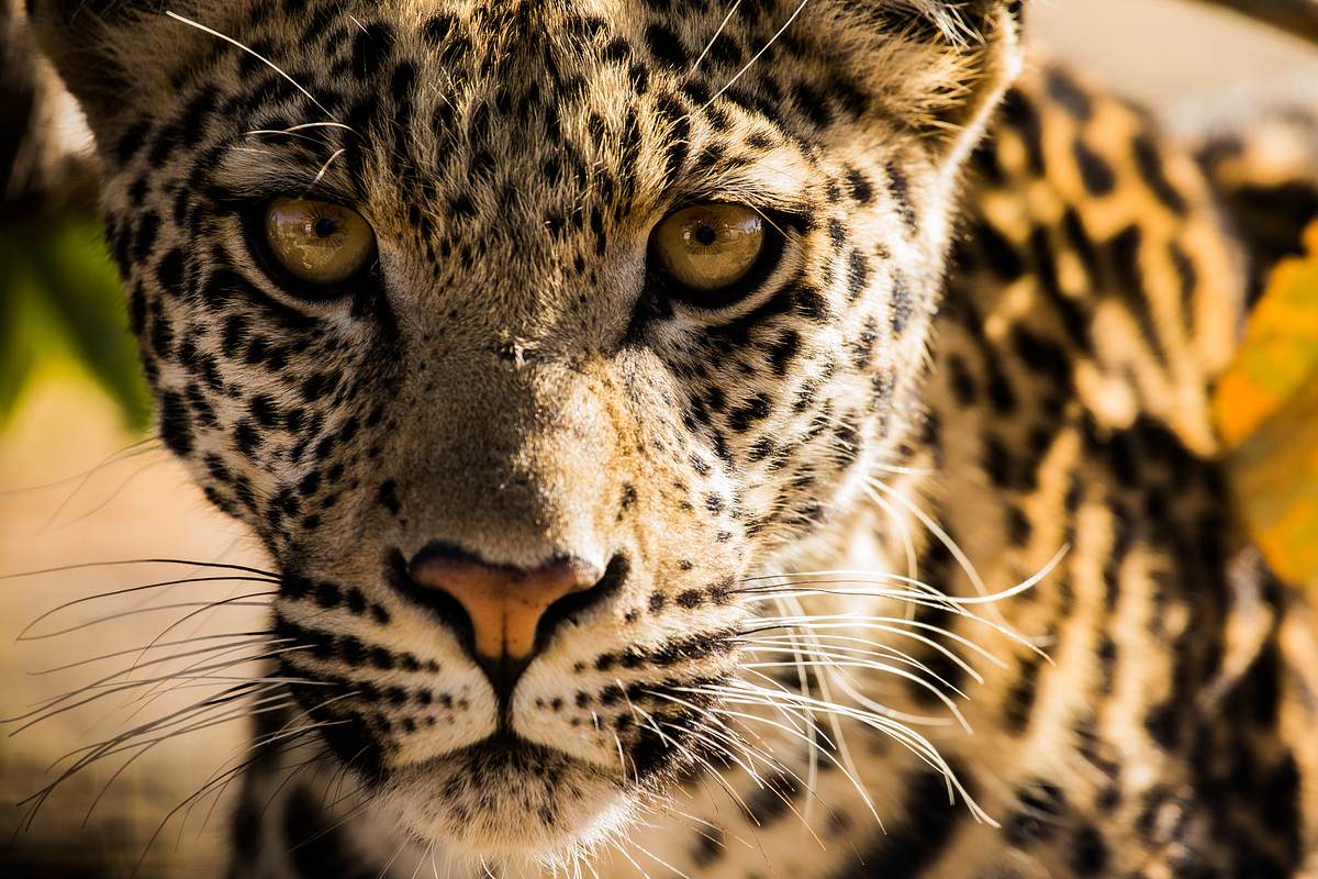 savage kingdom