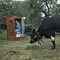 Löwenzahn Thumbnail