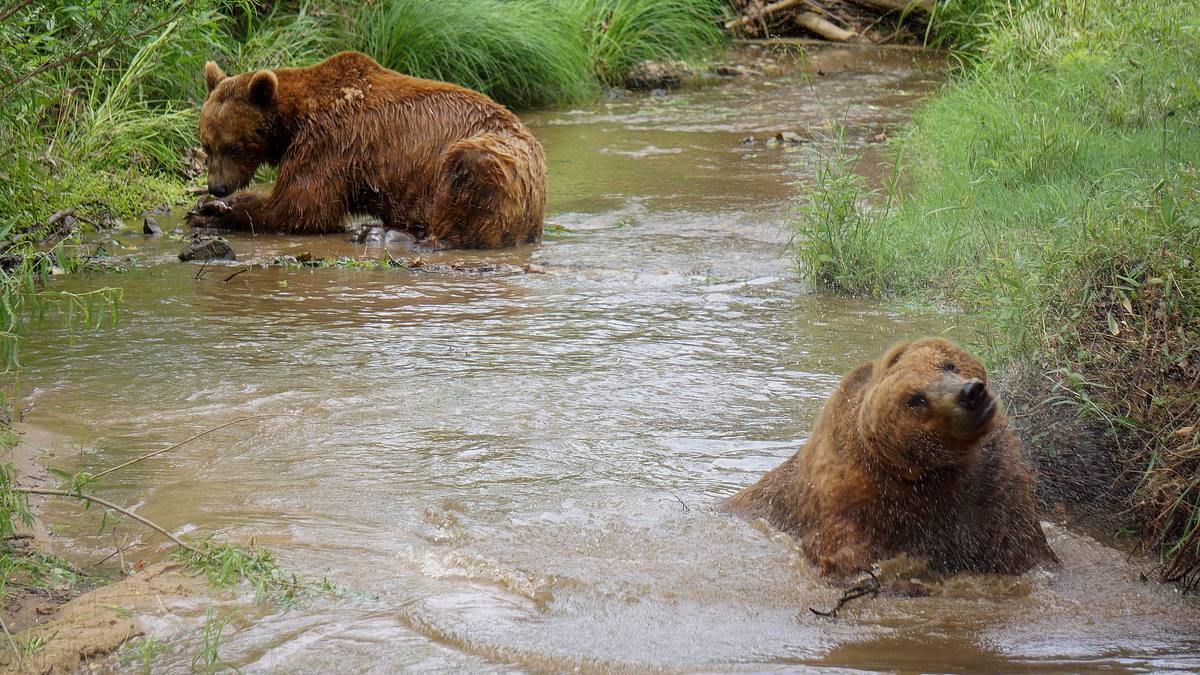 das grizzly-projekt