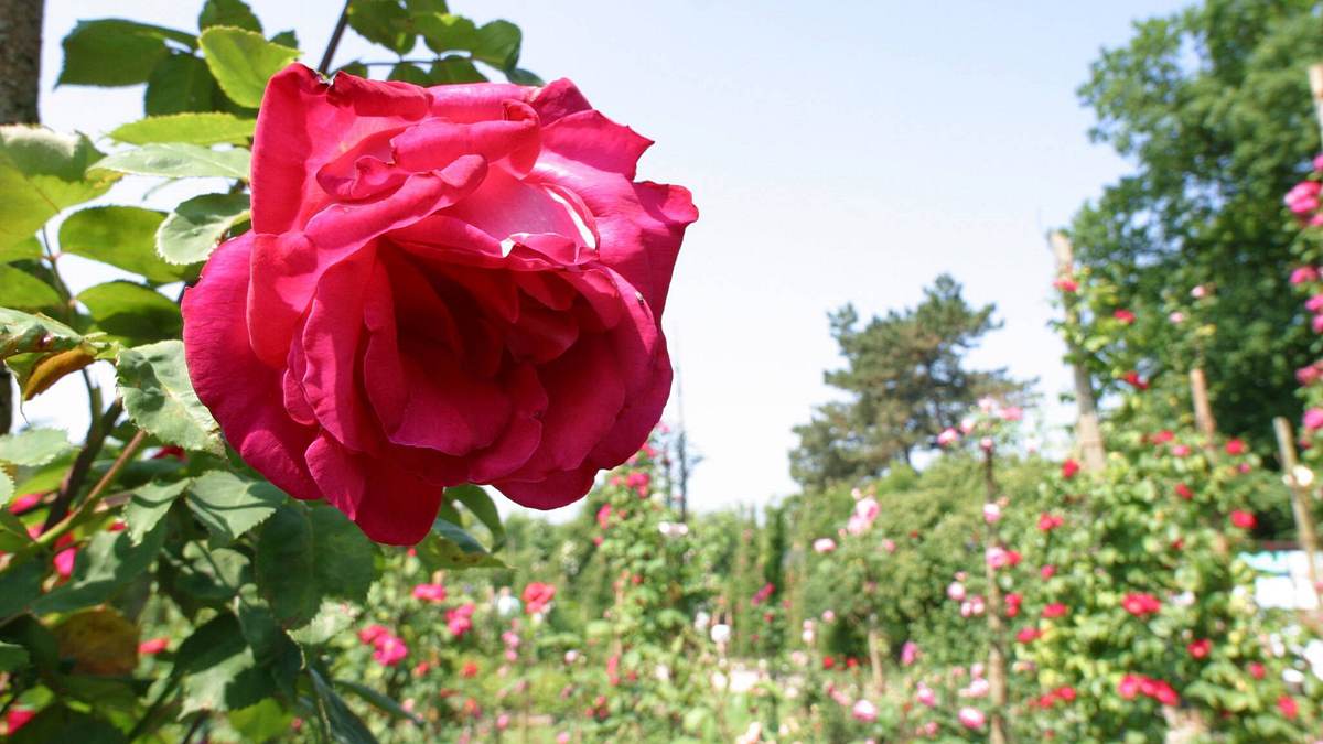 im tal der rosen - bulgariens blühender schatz