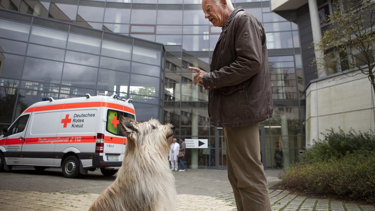 fuchs und gans