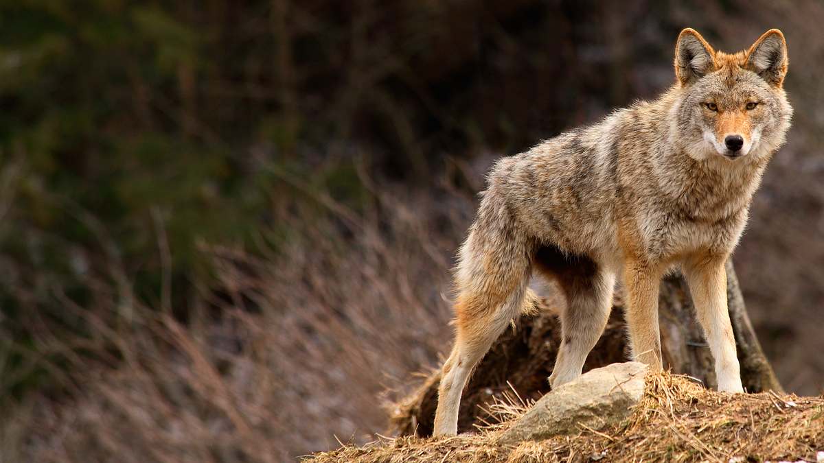 tierische eroberer