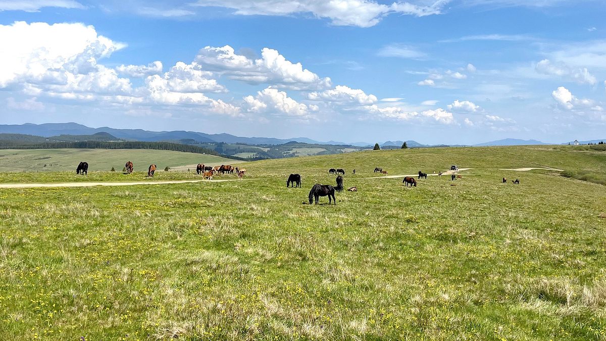 wildes rumänien - via transilvanica: bukowina und das hochland