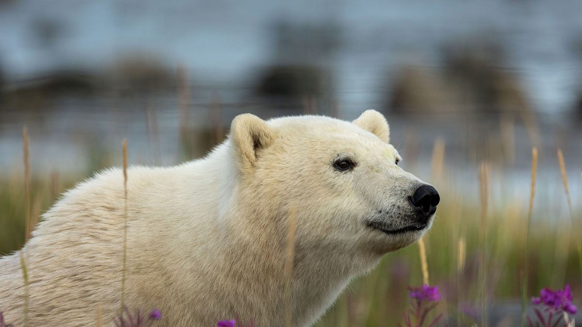 unglaubliche tierwanderungen