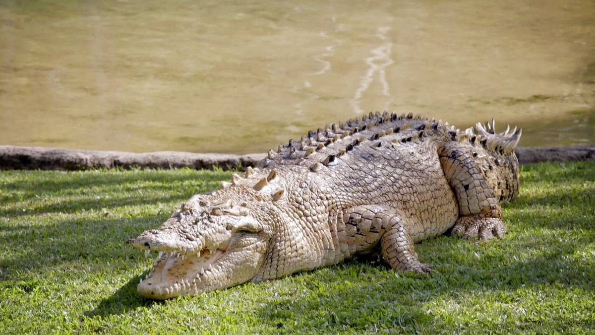 die irwins - crocodile hunter family