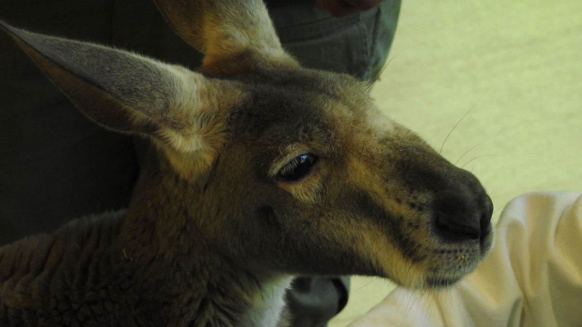 bronx zoo - tierpark der superlative