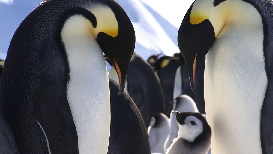 Tierische Superhelden tierische superhelden