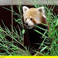 Seelöwe & Co. - tierisch beliebt Thumbnail