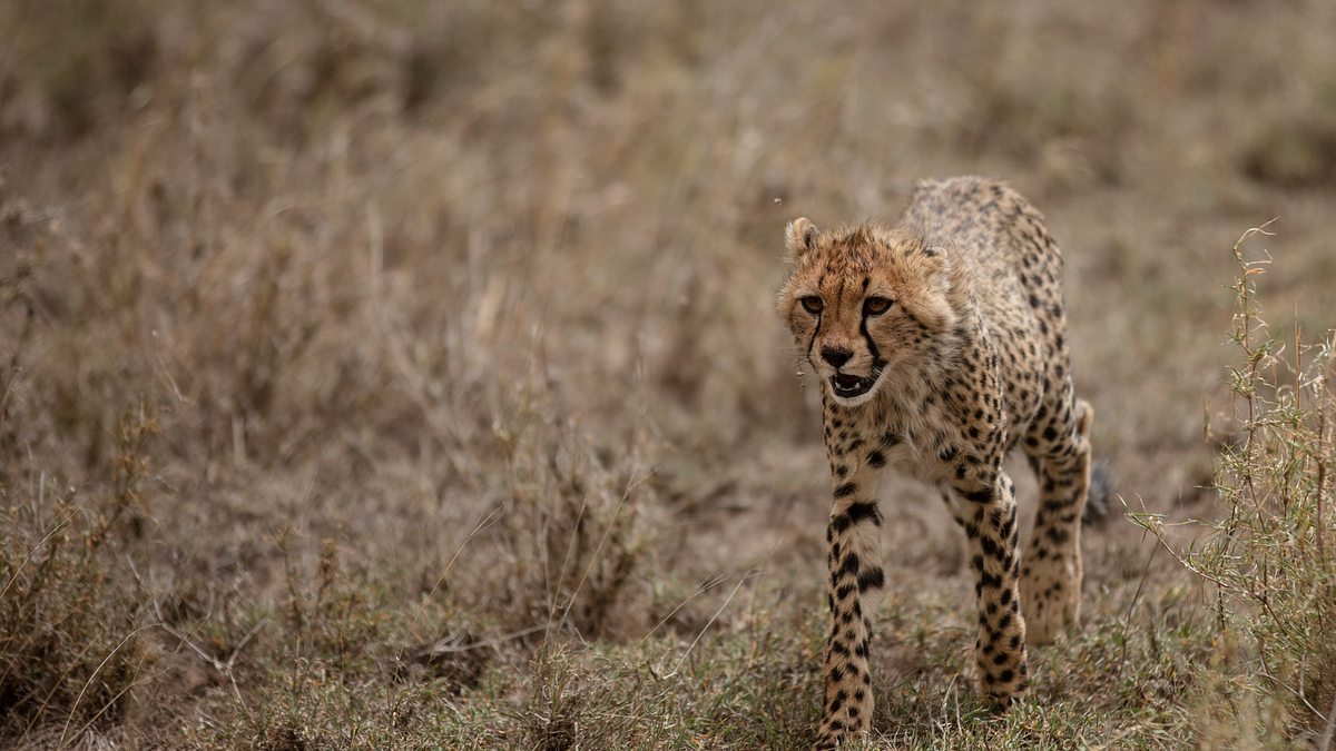 tierbabys in afrika