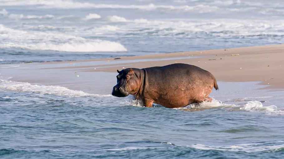 Surfing Hippos - Der Strand der Dschungeltiere surfing hippos - der strand der dschungeltiere