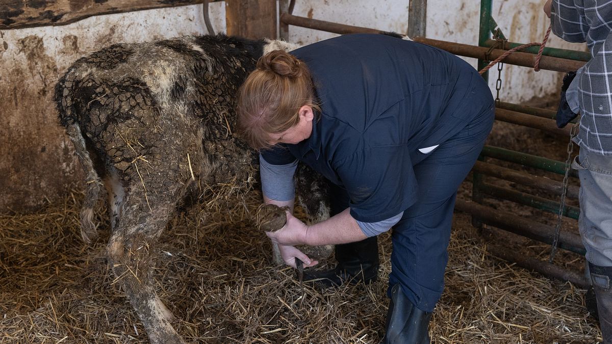 der unglaubliche dr. pol