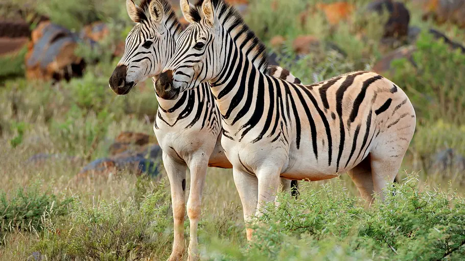 die afrikanische savanne - ein einzigartiger lebensraum