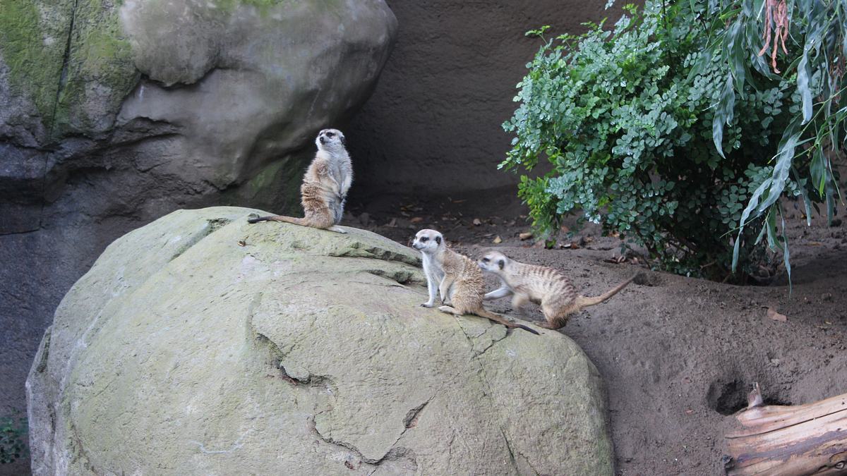 san diego zoo