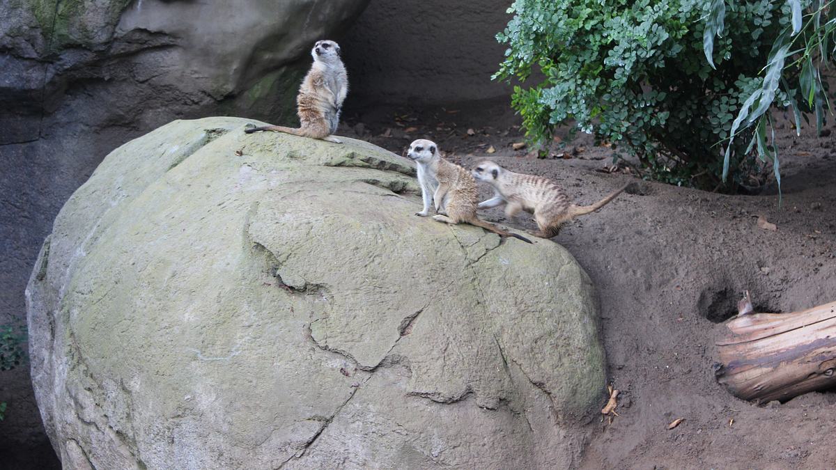 san diego zoo