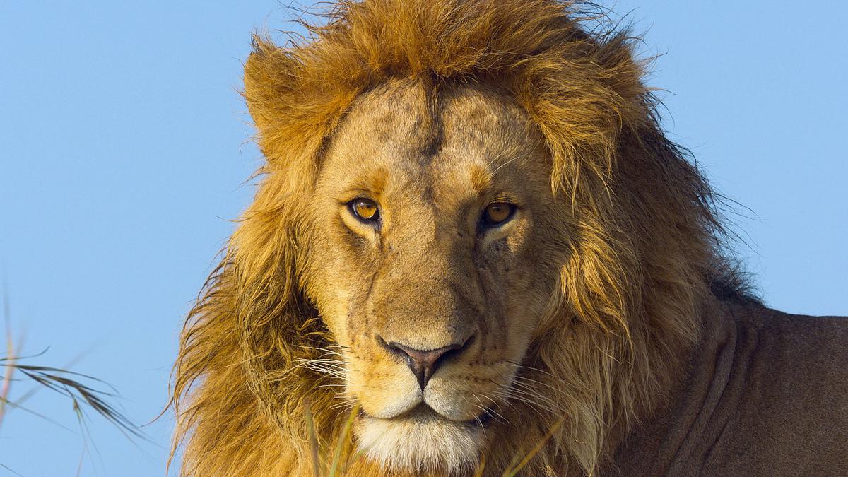 afrikas ikonen der tierwelt