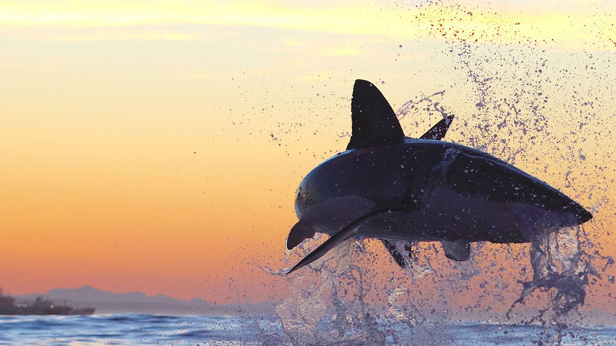 killer of the great white