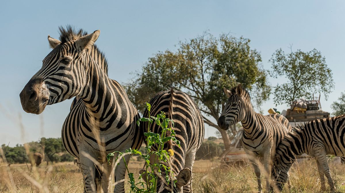 löwenzahn - abenteuer in südafrika