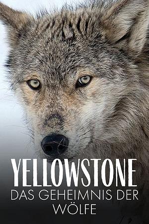 Yellowstone - Das Geheimnis der Wölfe - Foto: TMDB