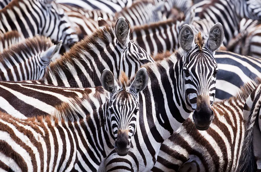 Das Leben in Farbe mit David Attenborough das leben in farbe mit david attenborough