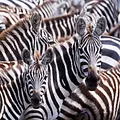 Das Leben in Farbe mit David Attenborough Thumbnail