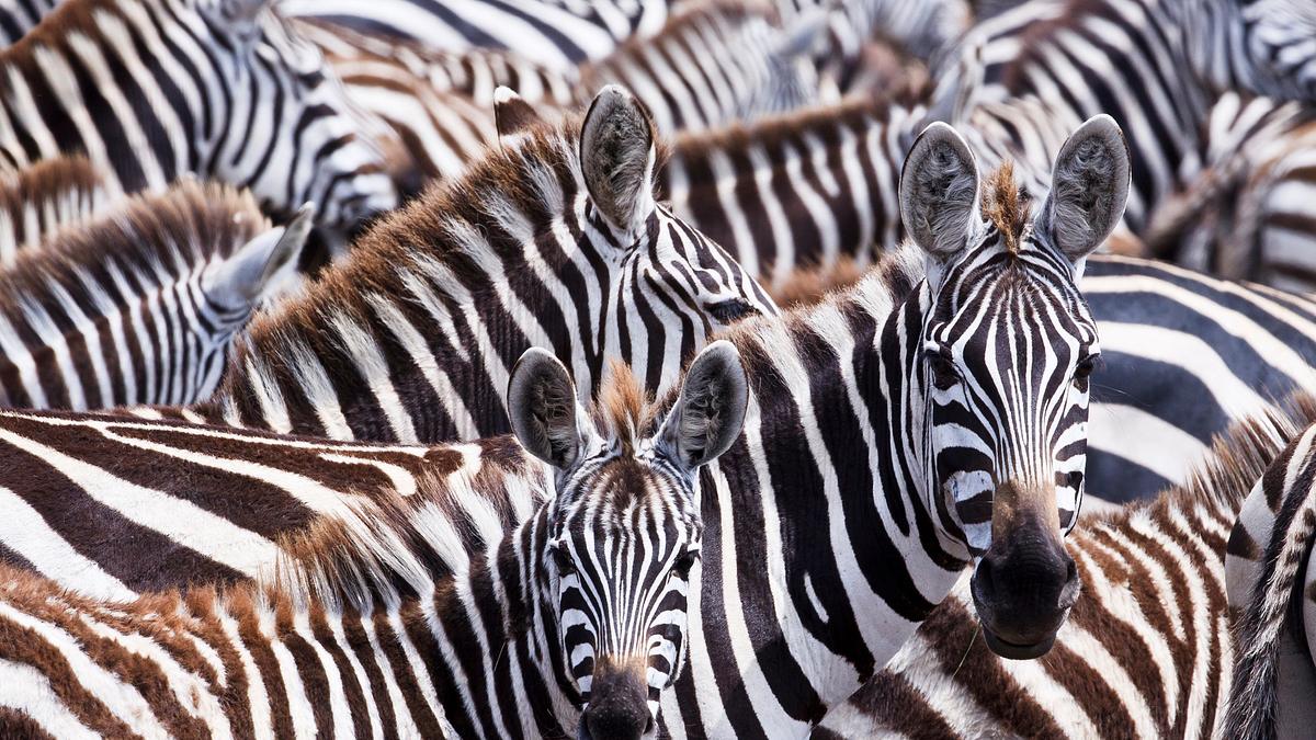 das leben in farbe mit david attenborough