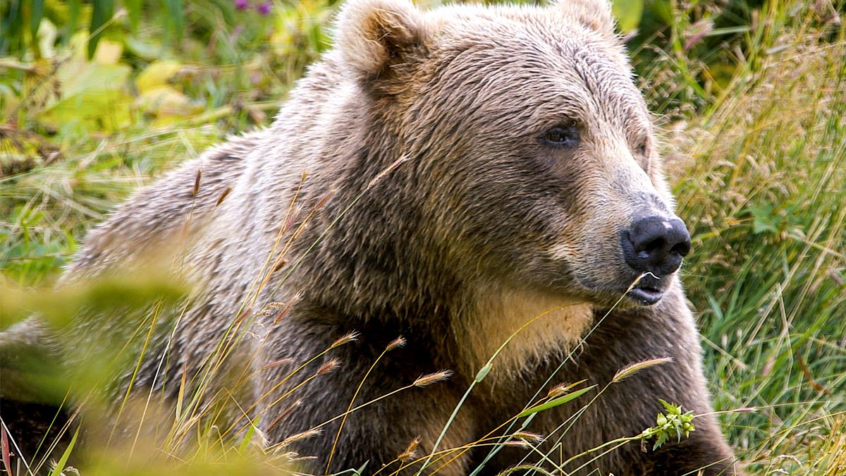 alaskas legendäre bären-insel - kodiak island