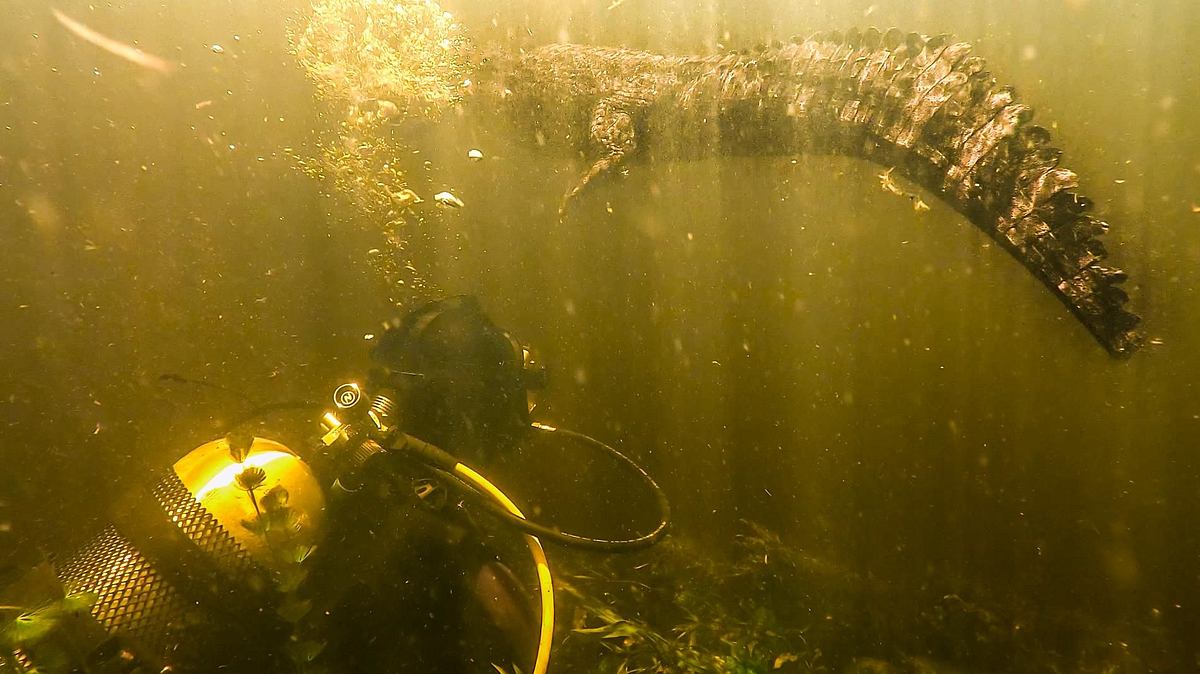 giganten unter wasser - riesenfischen auf der spur